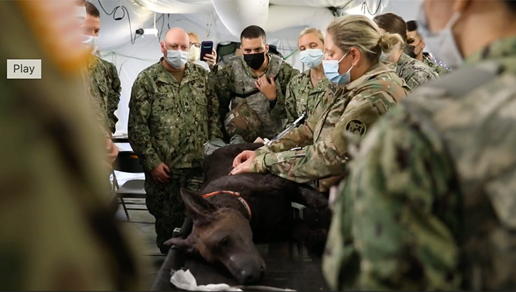 A multimedia piece about the 422nd Medical Detachment (Veterinary Service) conducting a joint branch training at Fort McCoy, WI. The Soldiers demonstrated life saving skills for working military dogs.