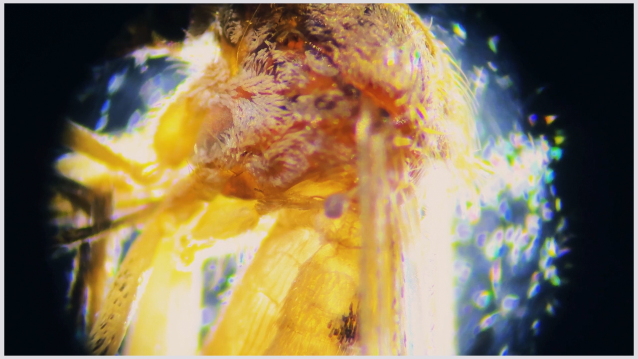 Swatting Down Risk | Health.mil